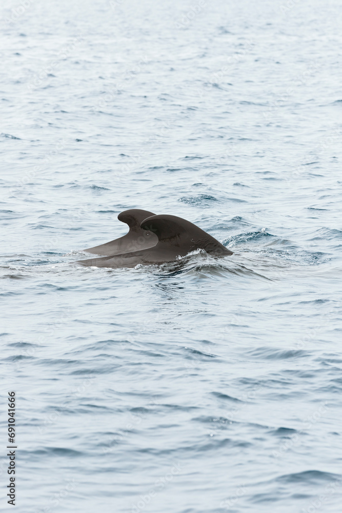 Obraz premium Short-finned pilot whale
