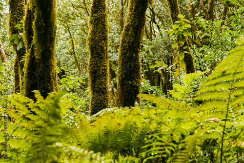 El Pijaral hiking path in Anaga Mounitains, Tenerife, Canary Islands photo