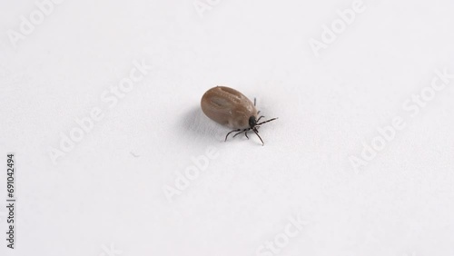 Tick crawling on a white background
