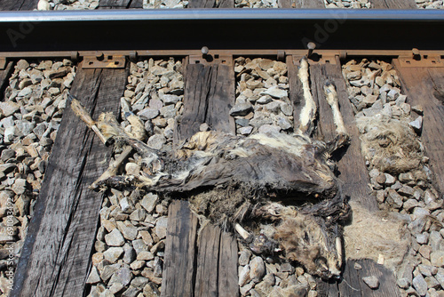 White-tailed deer roadkill on the Milwaukee Road railroad tracks in Morton Grove, Illinois photo