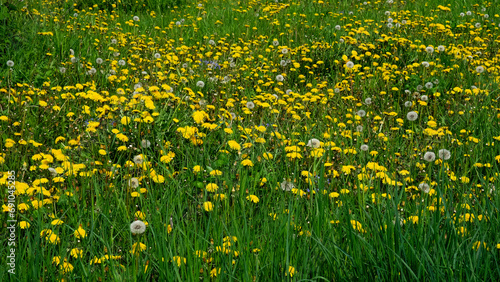 A field predominantly covered by blooming dandelions with patches of green grass.