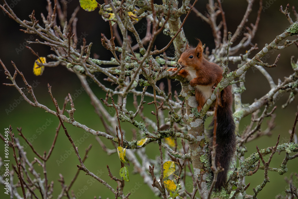 A European red squirrel eating buds on the branches of a pear tree