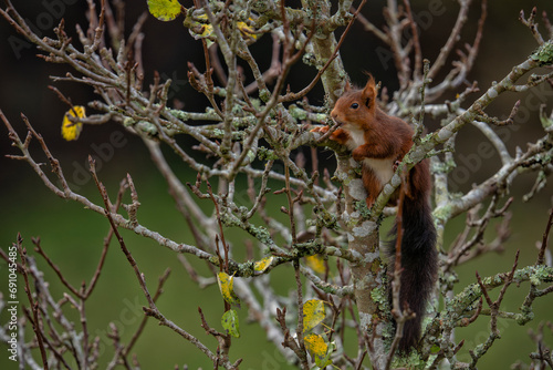 A European red squirrel eating buds on the branches of a pear tree