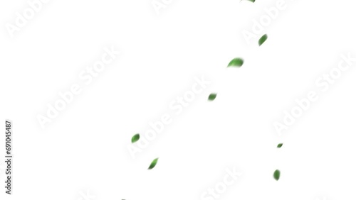 CGで作成した舞い落ちる緑の葉っぱ(背景にアルファチャンネル付き） photo