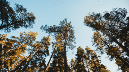 Forest from below, trees and sky