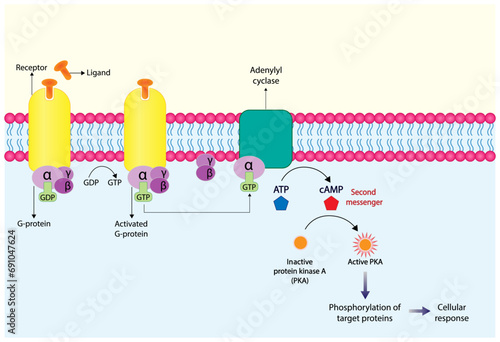 G protein coupled receptor. Structure of a G protein-coupled receptor (GPCR). Cell membrane receptors for ligands binding. cAMP, second messenger, production amplification. vector illustration.