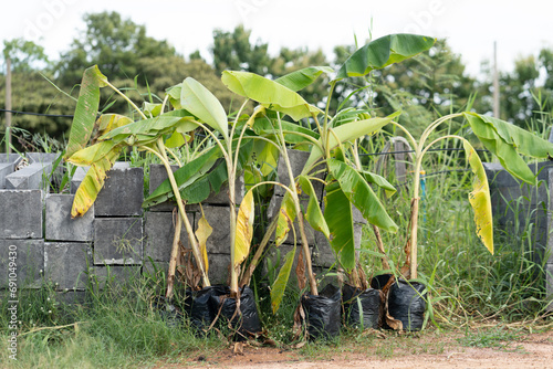 Banana trees ready for planting. Banana trees ready for planting.
