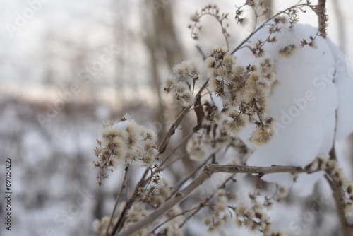 Nature photography in winter in Hesse Werra Mei  ner Kreis