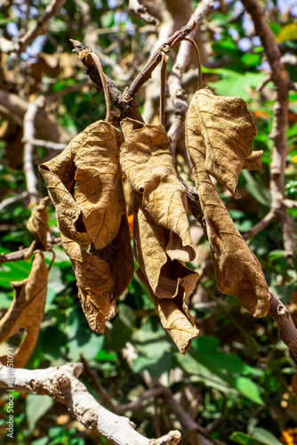 Natural dry brown tree leaves.