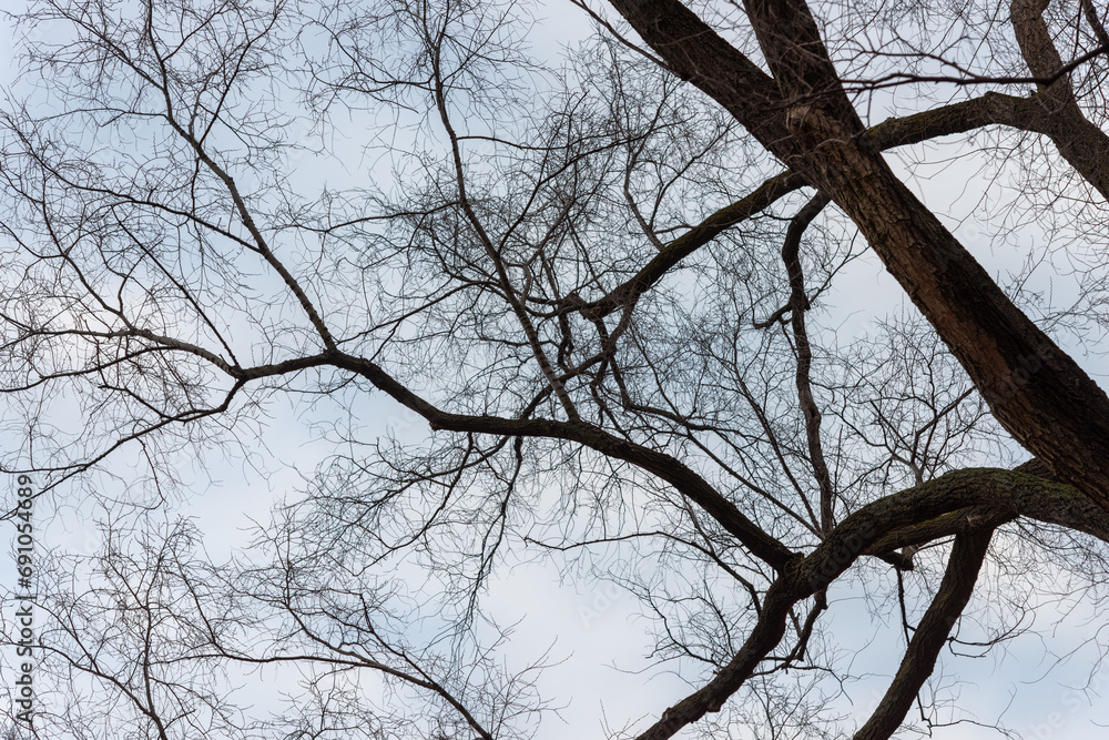 bare tree on a mostly cloudy blue sky in early december bare tree on a mostly cloudy blue sky in early december