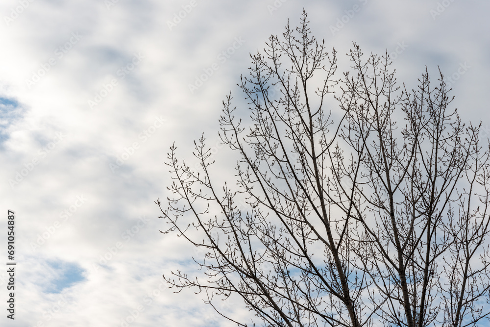branches against sky branches against sky