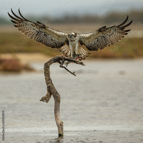 Osprey with fish