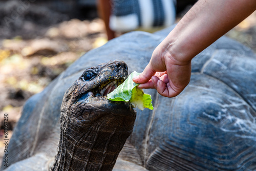 Feeding of Aldabra giant tortoise (Aldabrachelys gigantea) at the Prison island. Zanzibar, Tanzania photo