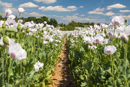 Flowering opium poppy field with pathway