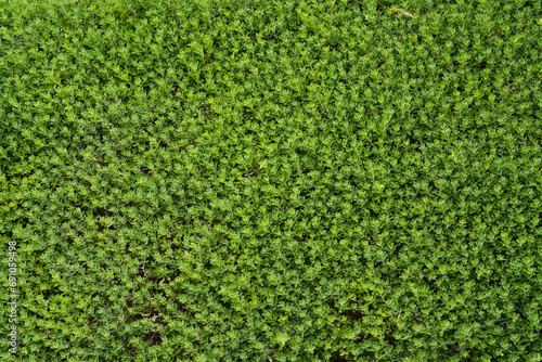 Small Leaves Foliage Texture Top View