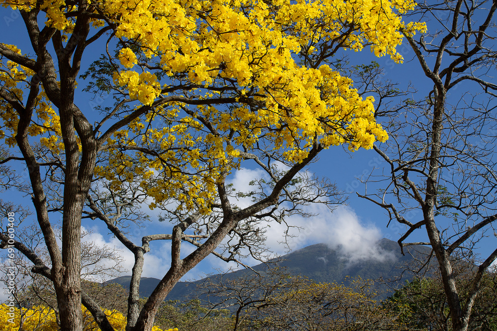 Flowering Araguaney trees during Holy Week. View of Ávila from the Parque del Este in Caracas, Venezuela Flowering Araguaney trees during Holy Week. View of Ávila from the Parque del Este in Caracas, Venezuela