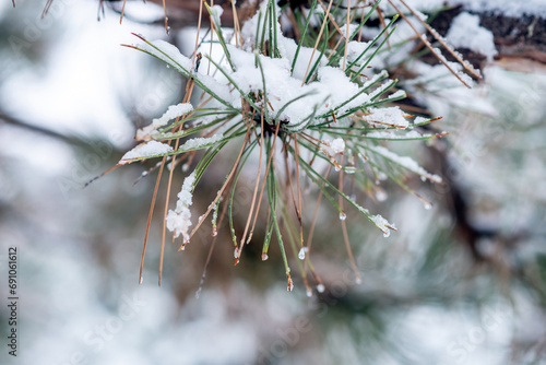 First snow on fir tree, closeup. Winter, snowy weather