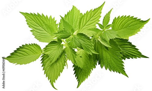 Fresh green nettle leaves isolated on transparent background  with clipping path. photo