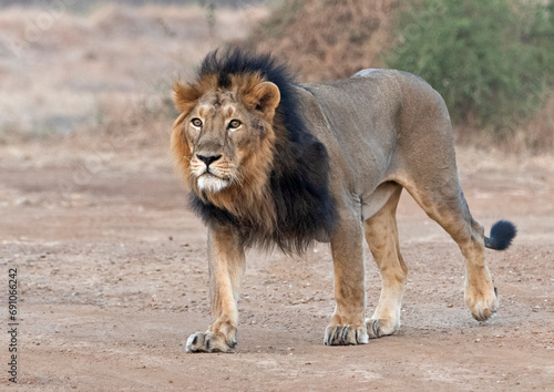 Male Asiatic Lion walking in Gir, Gujarat, India photo