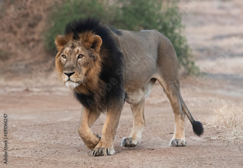 Asiatic Lion in Gir, Gujarat, India