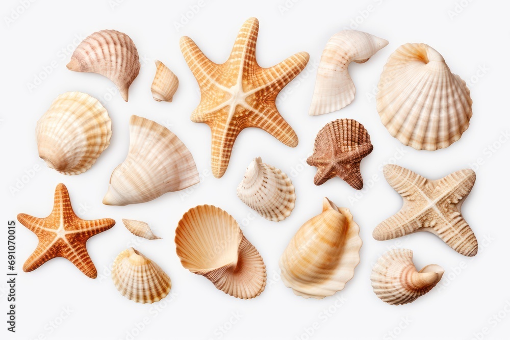 Sea shells isolated on transparent or white background
