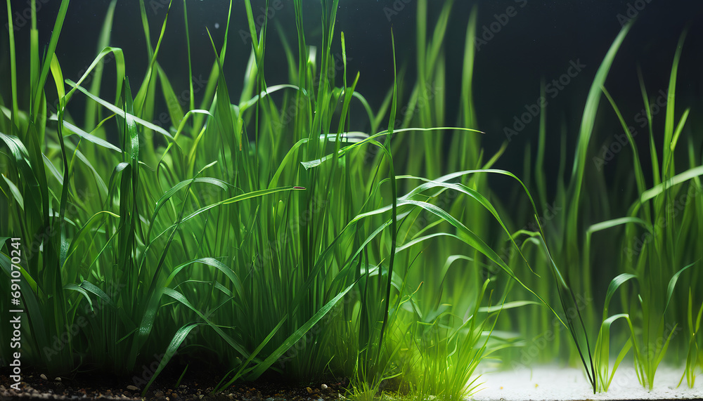 Fototapeta premium aquatic plant: Vallisneria spiralis, generative AI