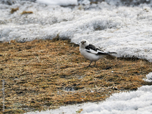 Small white and black bird on frozen grass