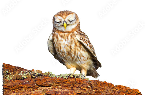 Isolated Owl. White background. Little Owl. 