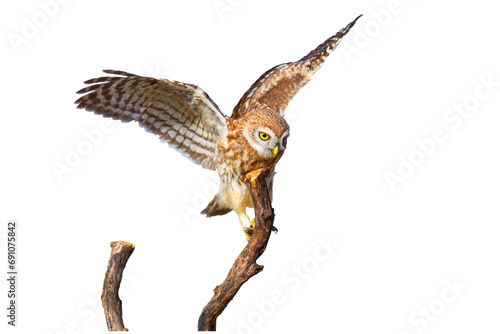 Isolated Owl. White background. Little Owl. 