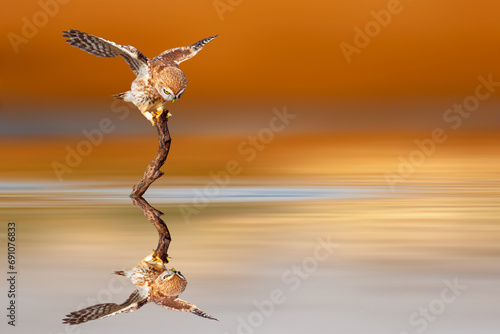 An owl photographed in impressive natural scenery. Little Owl. Colorful nature background.