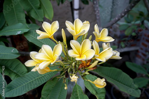 Yellow plumeria or frangipani flowers which are commonly found in South East Asian countries such as Indonesia, Singapore, Thailand as well as Hawaii