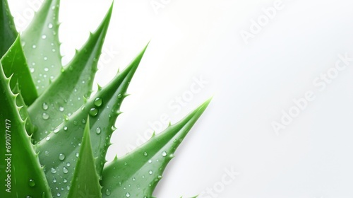 Aloe leaves background for text.