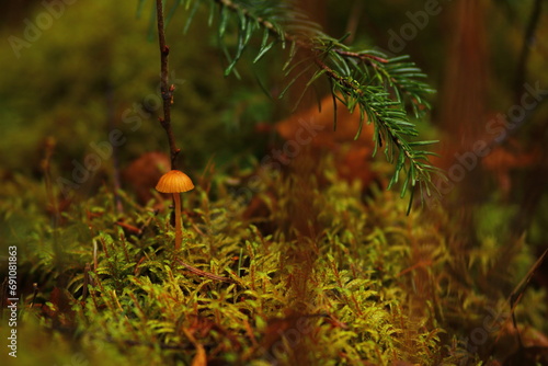 autumn in the forest