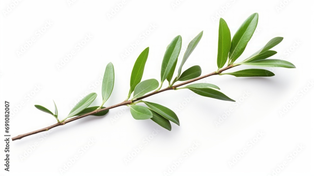 Tea tree branch on white background. Tea tree branch on white background.