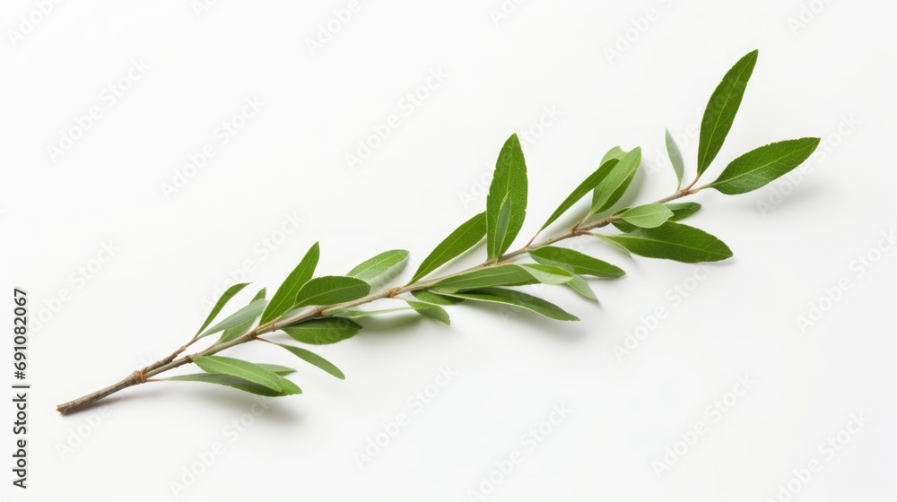 Tea tree branch on white background. Tea tree branch on white background.