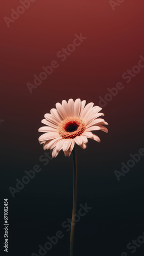 A portrait of a pink gerbera flower, Transvaal daisy in white color with dark red gradient background, white flower petals studio shot, close up of blossom in room, generated by AI.