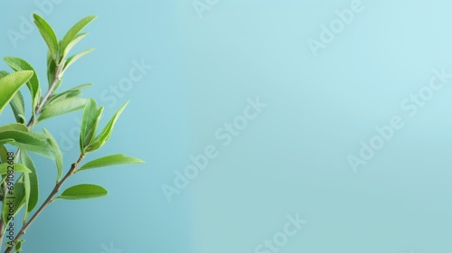 Tea tree branch. Background with place for text.