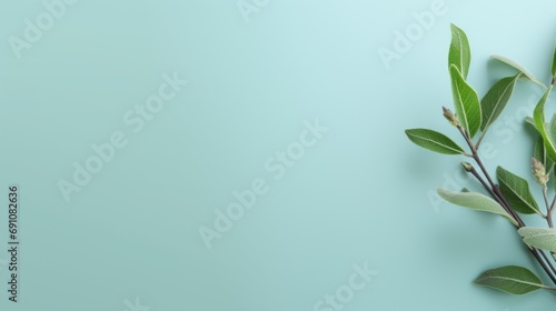 Tea tree branch. Background with place for text. photo