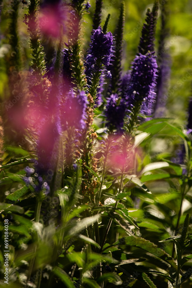 Obraz premium flowers