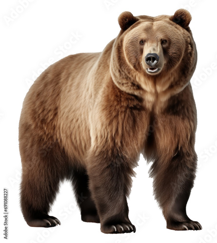 brown bear isolated on transparent background