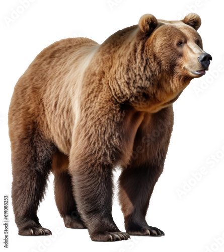 brown bear isolated on transparent background