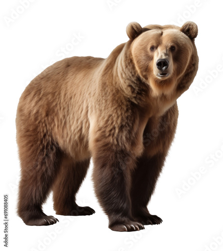 brown bear isolated on transparent background