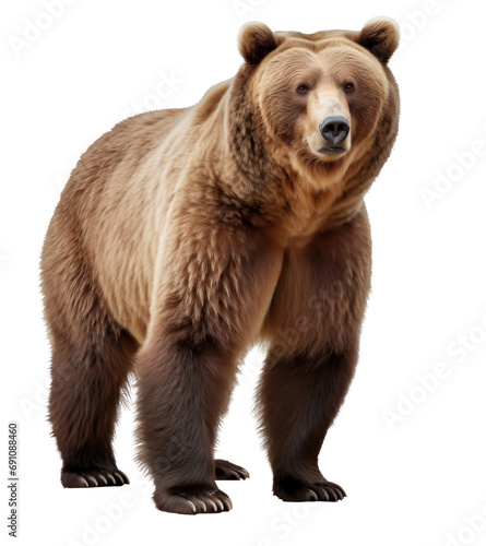 brown bear isolated on transparent background