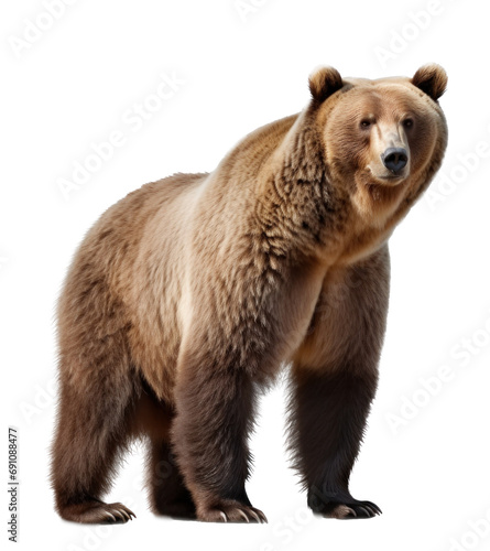 brown bear isolated on transparent background © olegganko