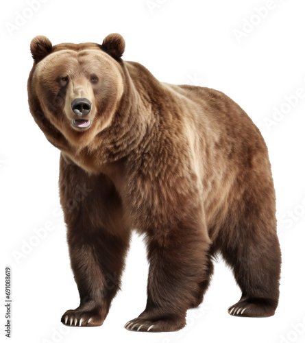 brown bear isolated on transparent background