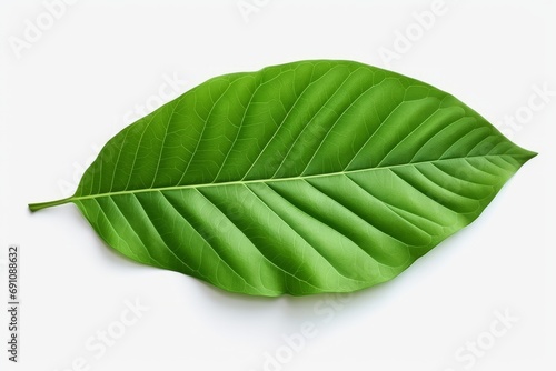 A close up of a single simple green leaf isolated on the white background, ready to cutout and use, realistic plant, generated by AI. photo