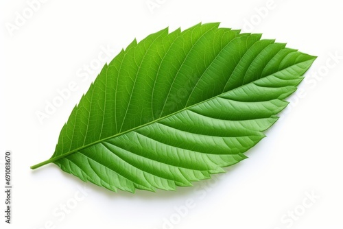 A close up of a single simple green leaf isolated on the white background, ready to cutout and use, realistic plant, generated by AI. photo