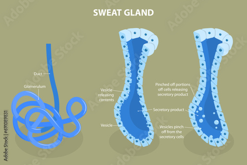 3D Isometric Flat Vector Illustration of Sweat Gland, Skin Anatomy