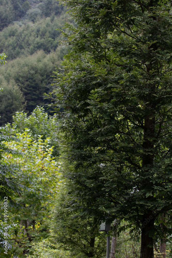 Scenery of the mountain scape in late summer Scenery of the mountain scape in late summer