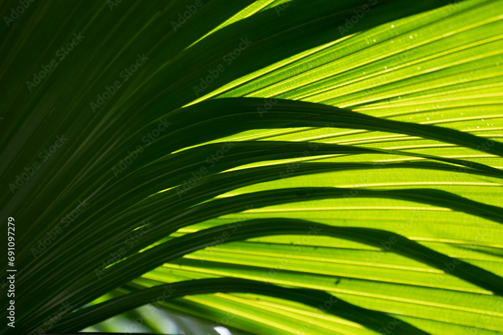 Obraz premium Lighting , shade and shadow on Green Palm Leaves
